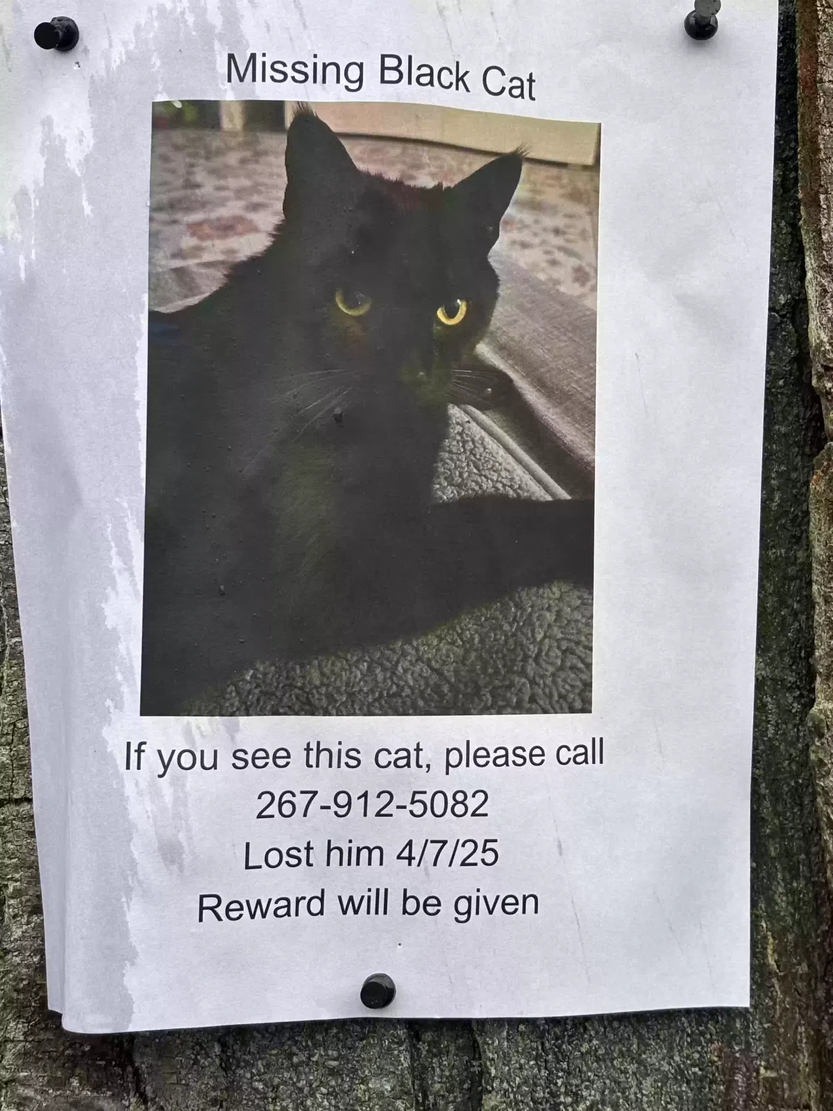 Lost cat in Elkins Park, PA, 19027