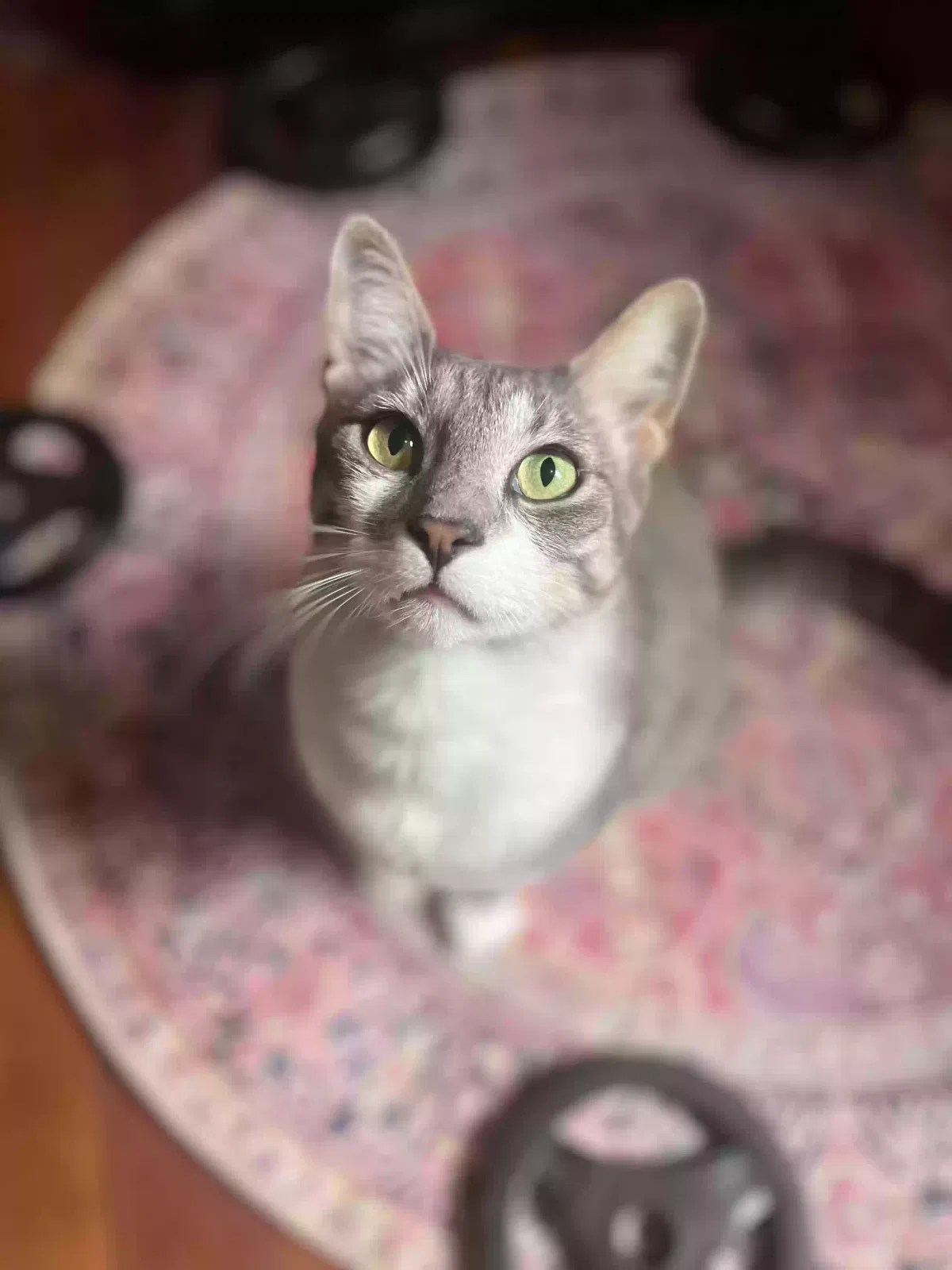 Lost cat in New Orleans, LA, 70119