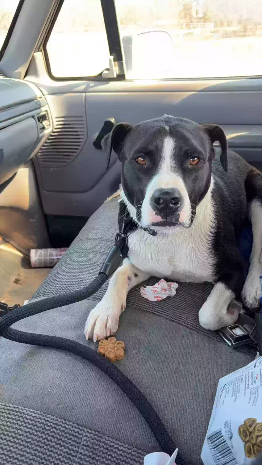Lost dog in Los Lunas, NM, 87031