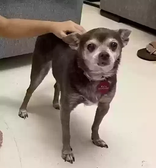 Lost dog in Houston, TX, 77024