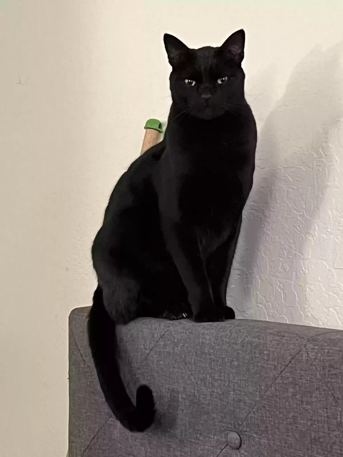 Lost cat in San Francisco, CA, 94110