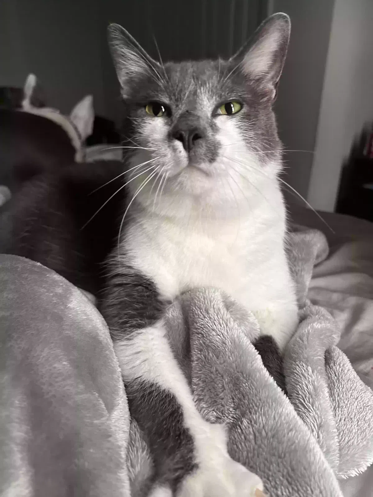 Lost cat in Umatilla, FL, 32784