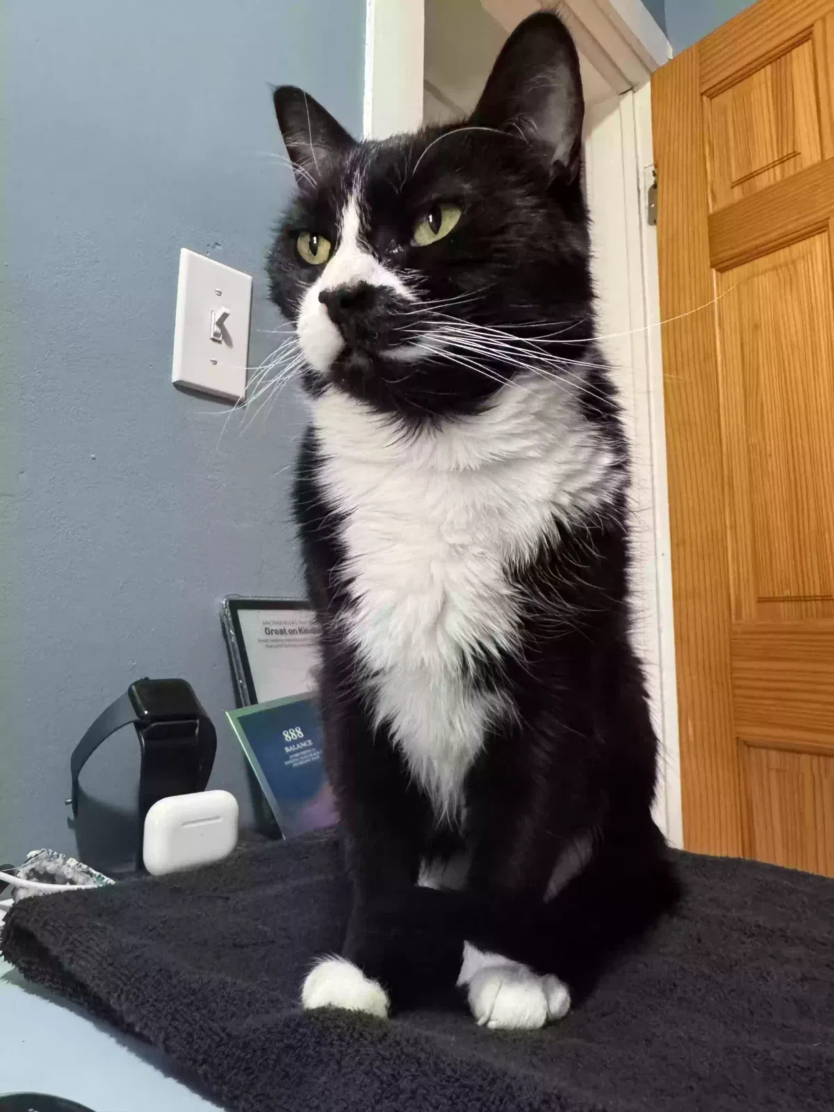 Lost cat in Buffalo, NY, 14223