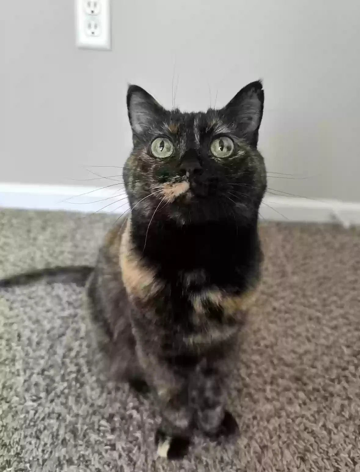 Lost cat in Sylvania, OH, 43560