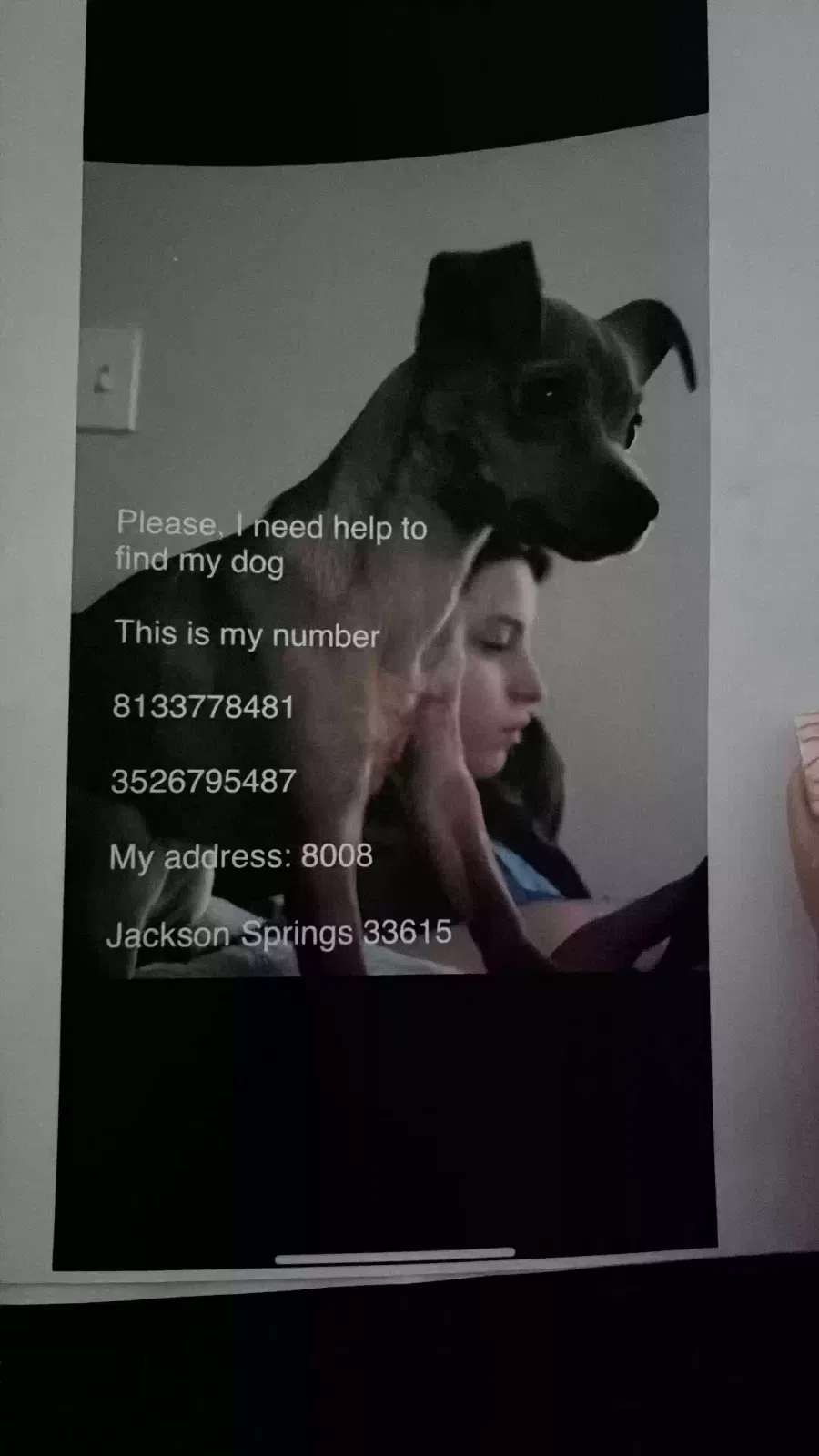Lost dog in Tampa, FL, 33615