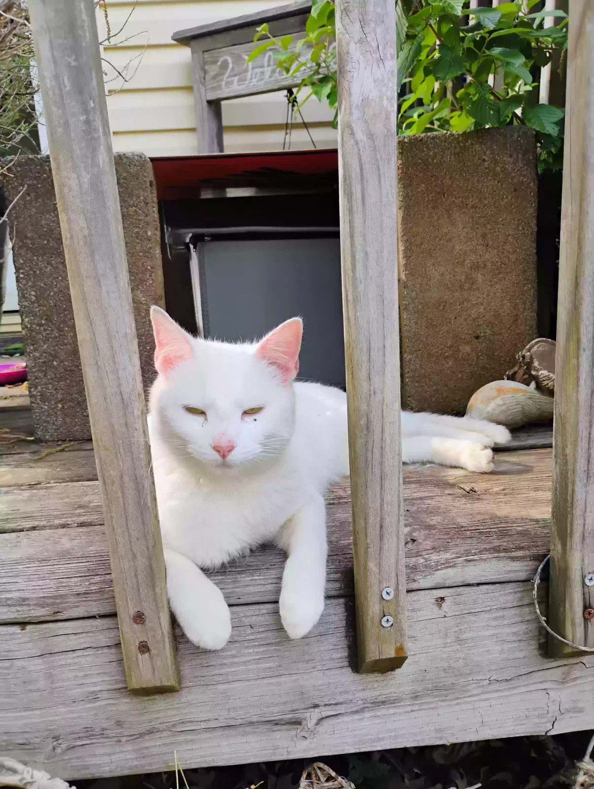 Lost cat in Reidsville, NC, 27320