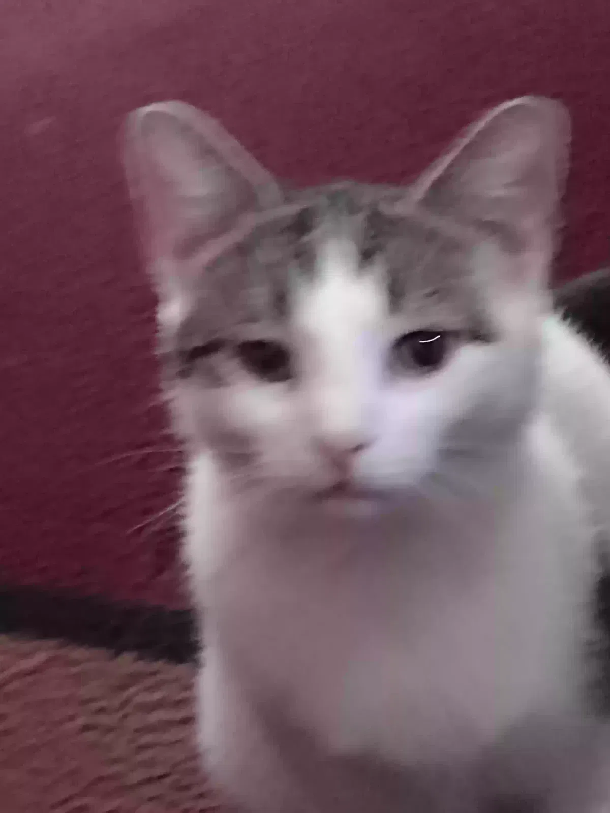 Lost cat in Phoenix, AZ, 85022