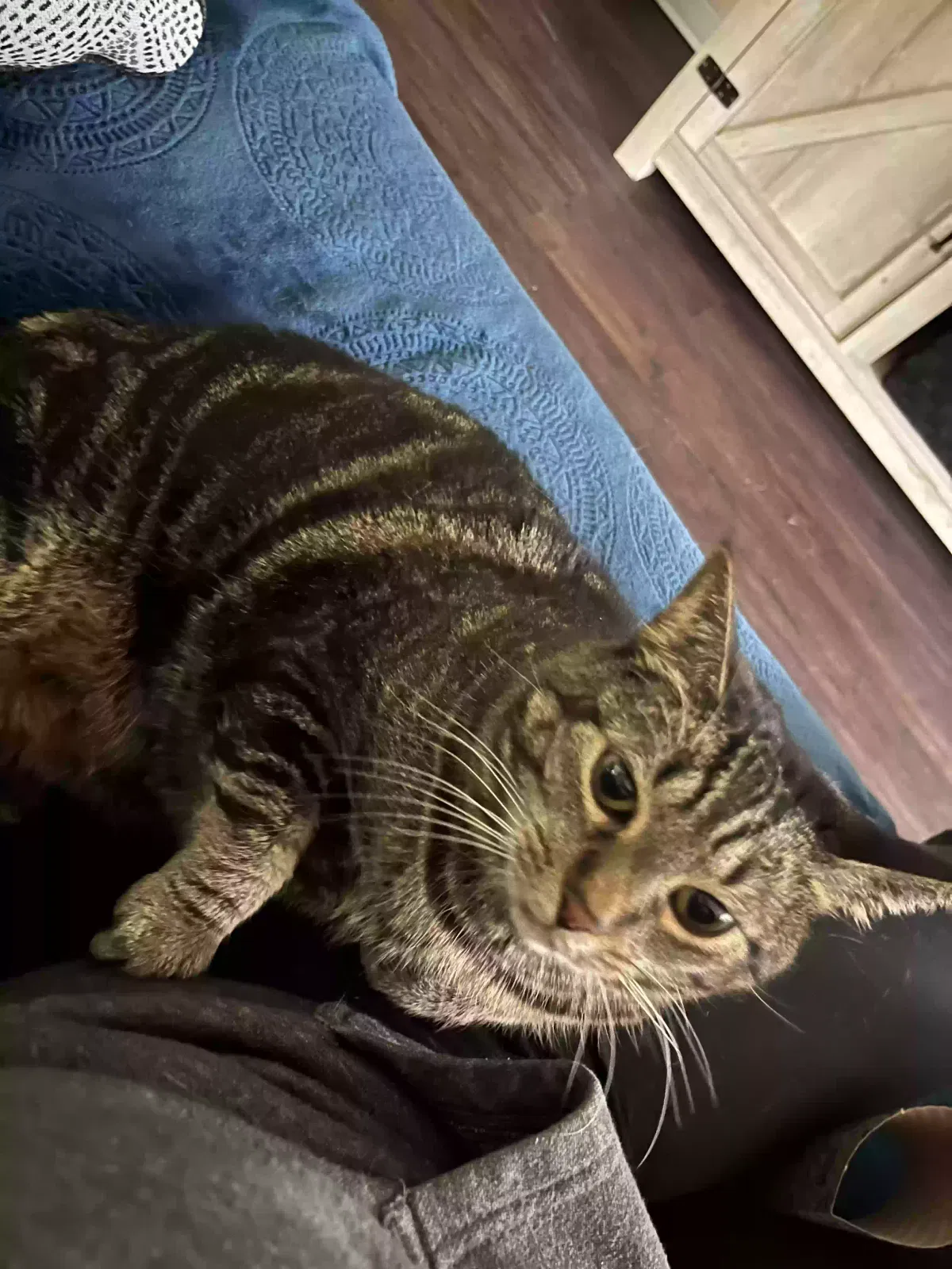 Lost cat in Puyallup, WA, 98373