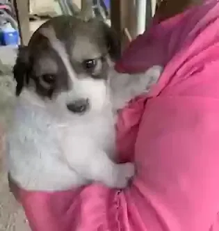 Lost dog in New Caney, TX, 77357