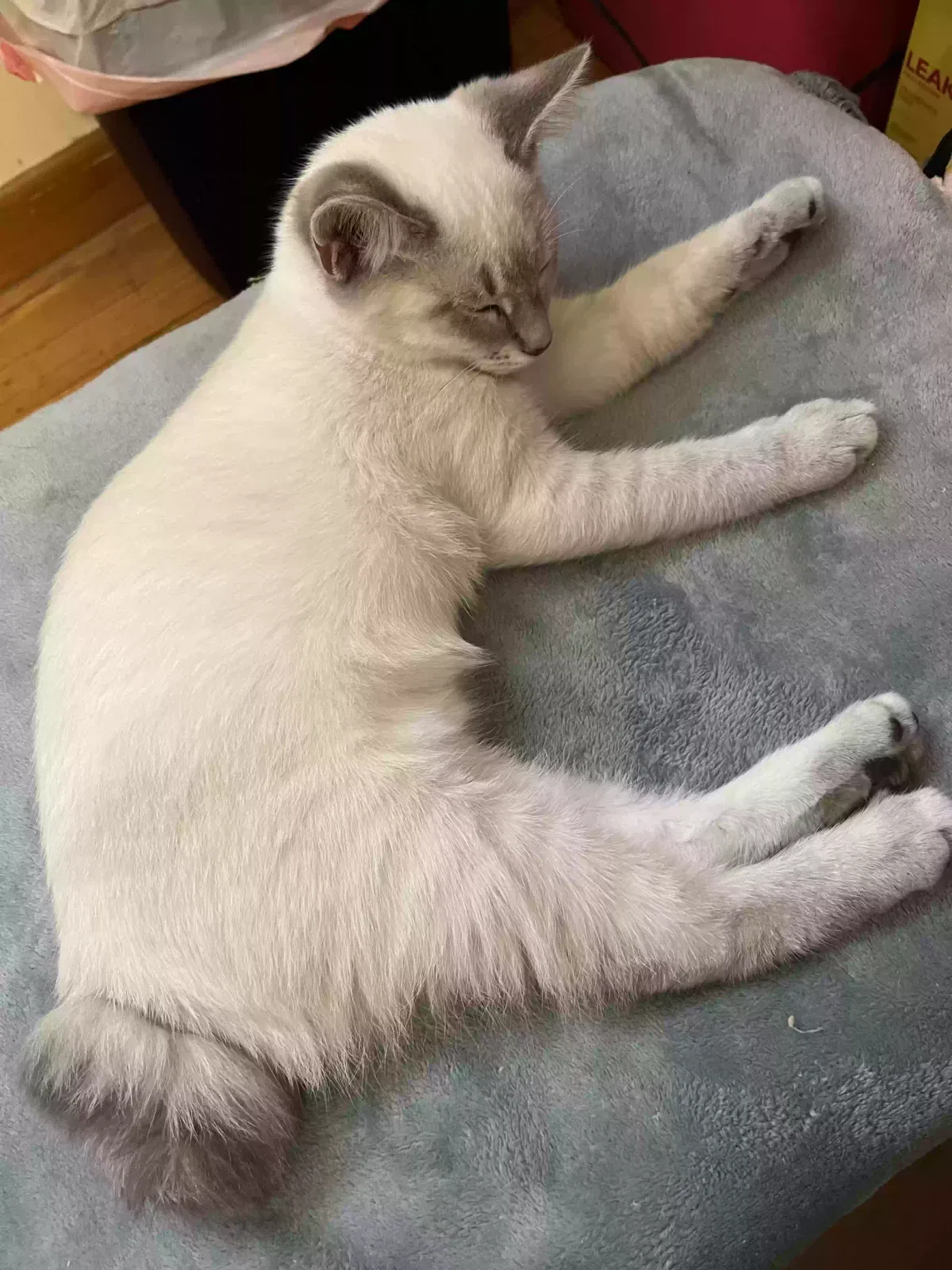 Missing Cat