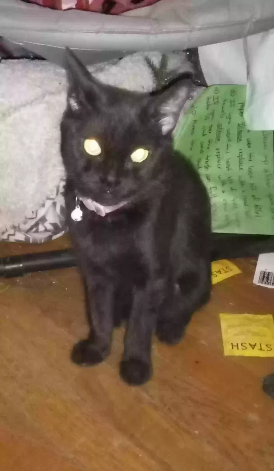 Lost cat in Phoenix, AZ, 85006