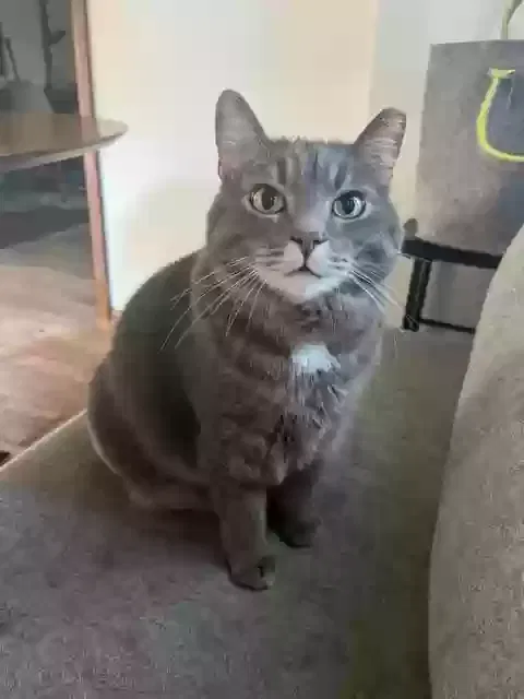Lost cat in Sewickley, PA, 15143