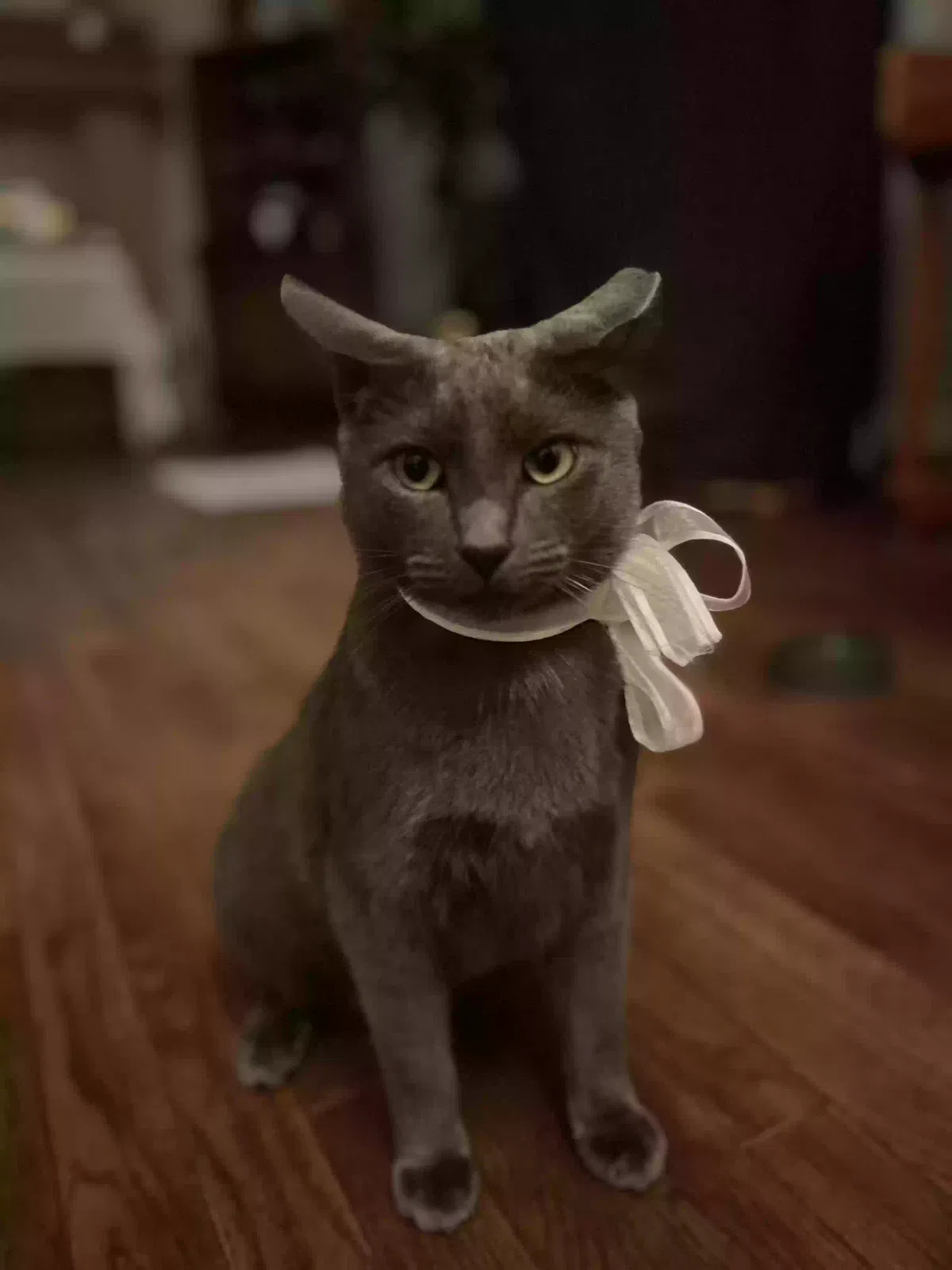 Lost cat in San Jose, CA, 95148