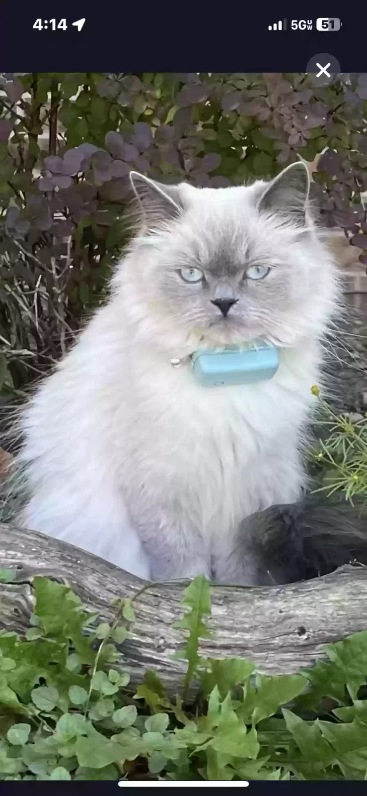 Lost cat in Joliet, IL, 60431