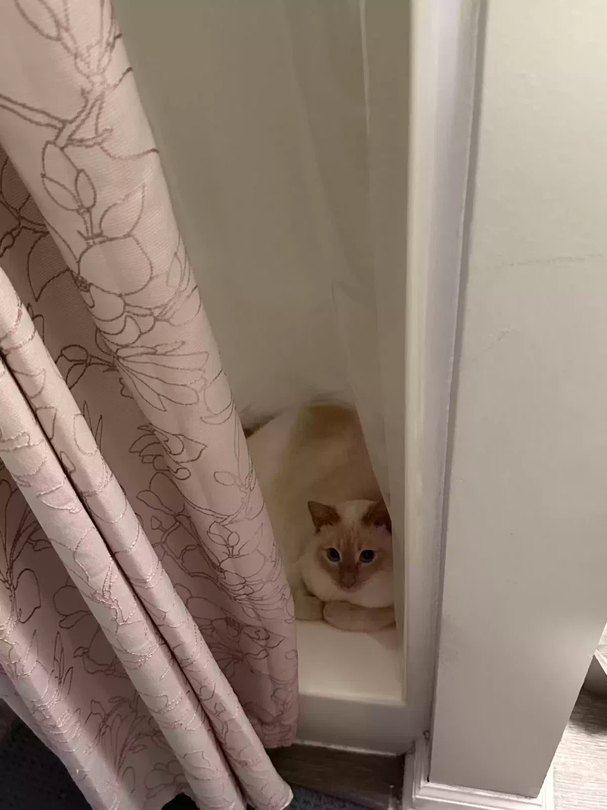 Lost cat in Maumelle, AR, 72113