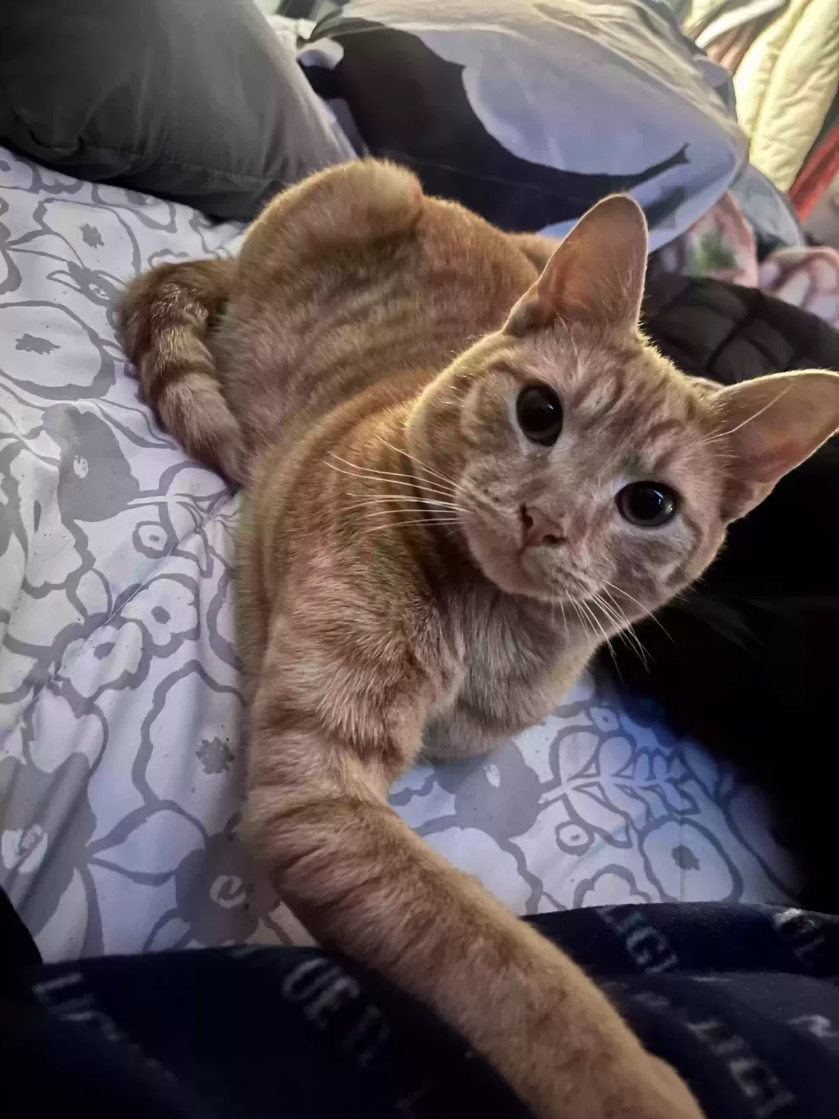 Lost cat in Woodbridge, VA, 22193