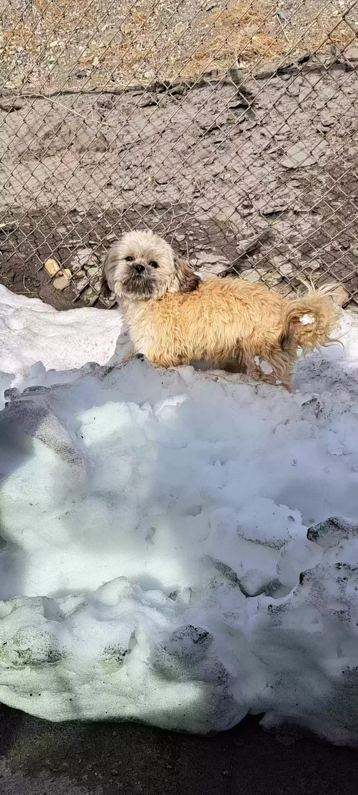 Lost dog in Apple Valley, CA, 92307
