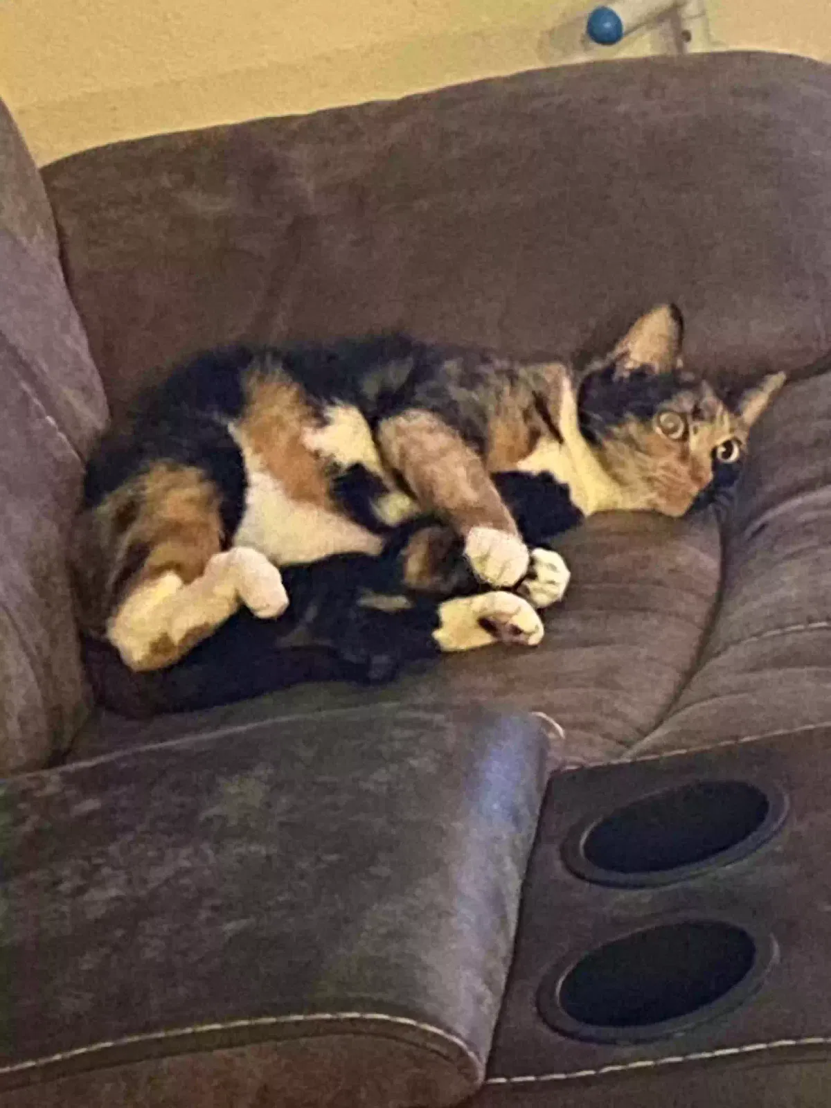 Lost cat in San Antonio, TX, 78223