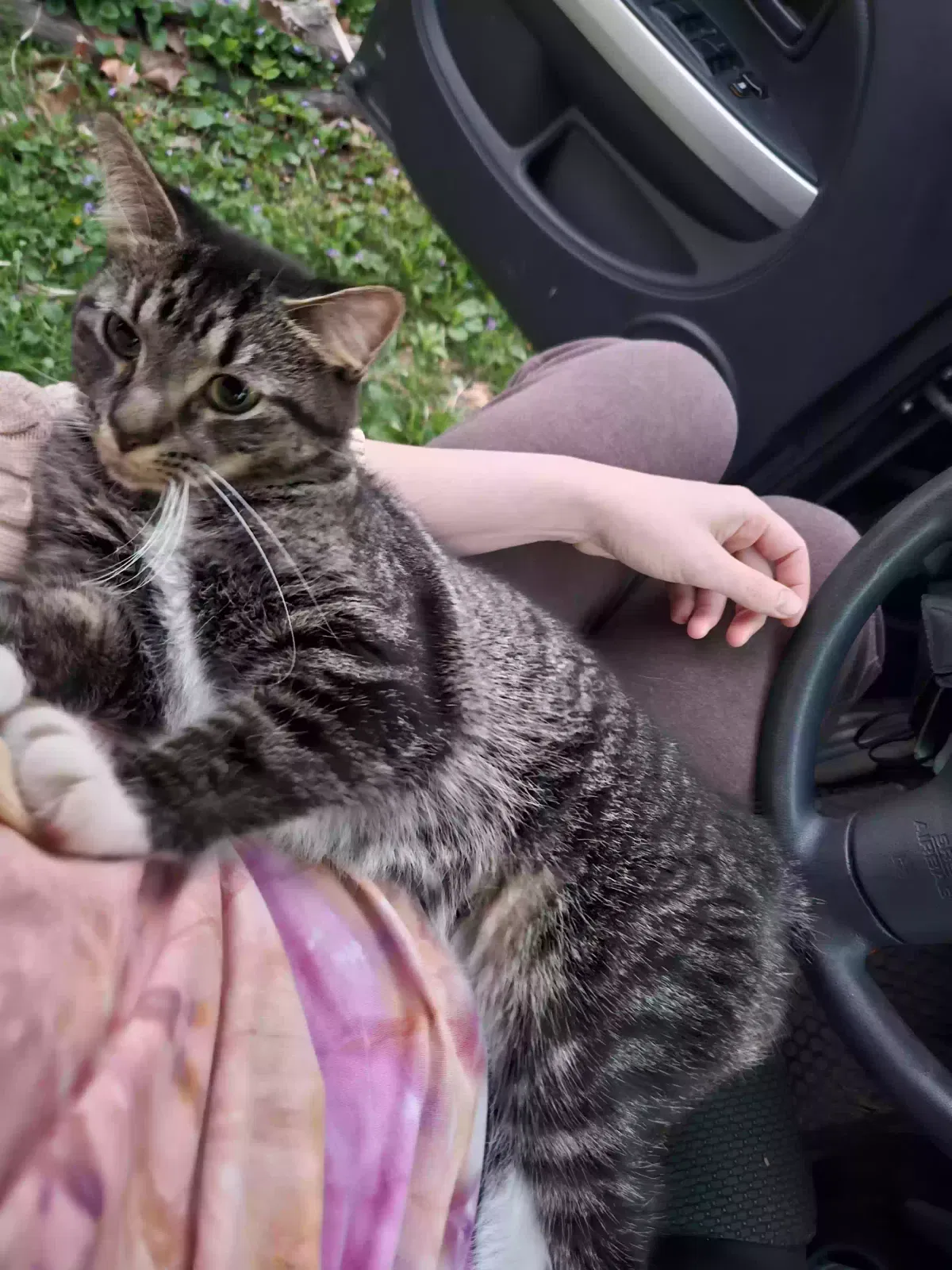 Found cat in Oak Park, MI, 48237