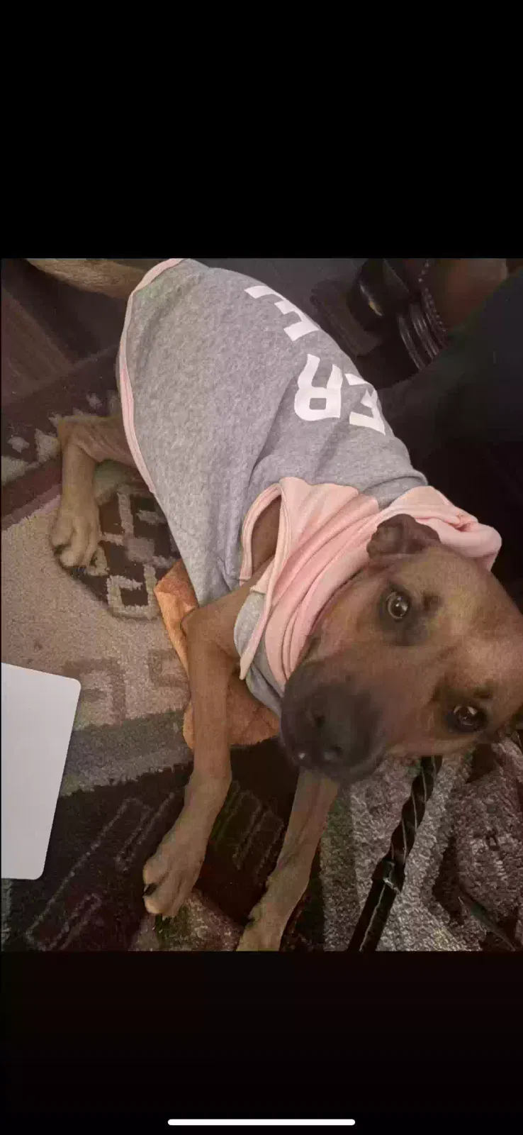 Lost dog in Dripping Springs, TX, 78620