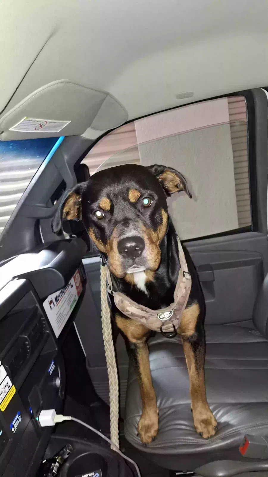 Lost dog in Marietta, GA, 30064
