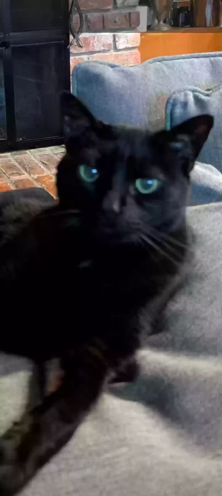 Lost cat in Hilton Head Island, SC, 29928