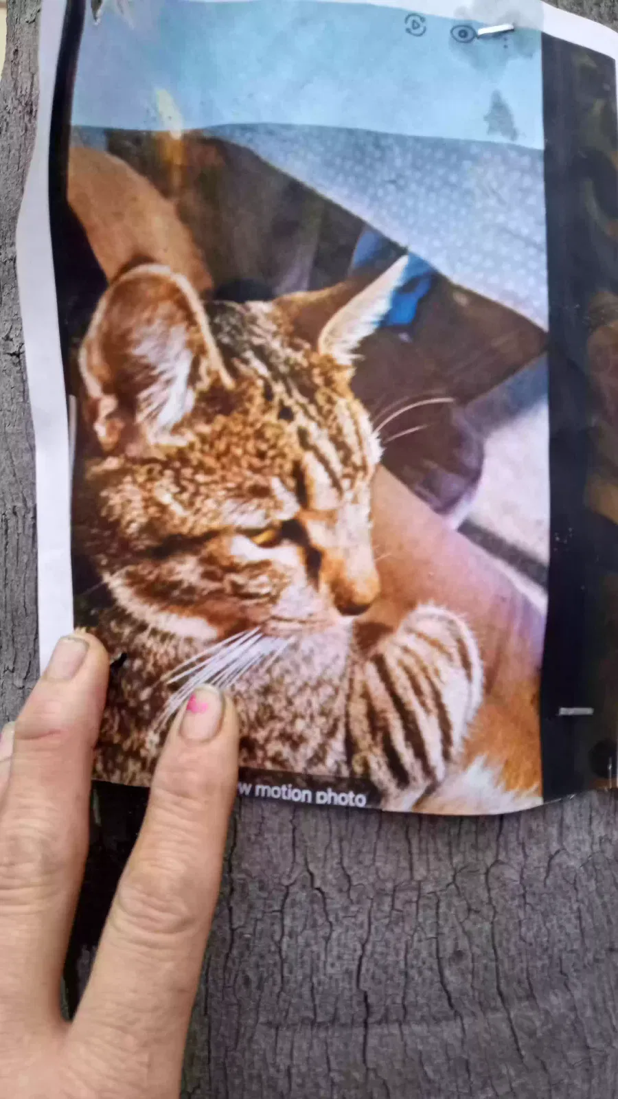 Lost cat in Lemon Grove, CA, 91945
