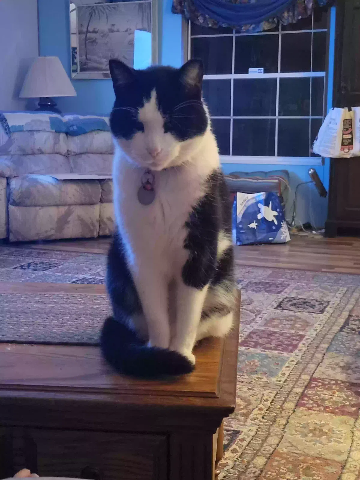 Lost cat in Columbia, TN, 38401