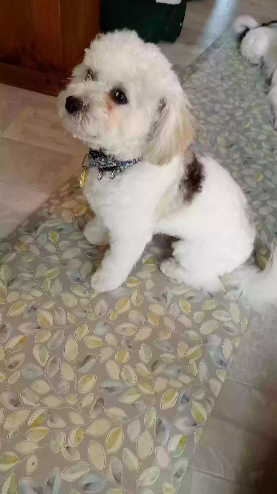 Lost dog in Auburn, MI, 48611