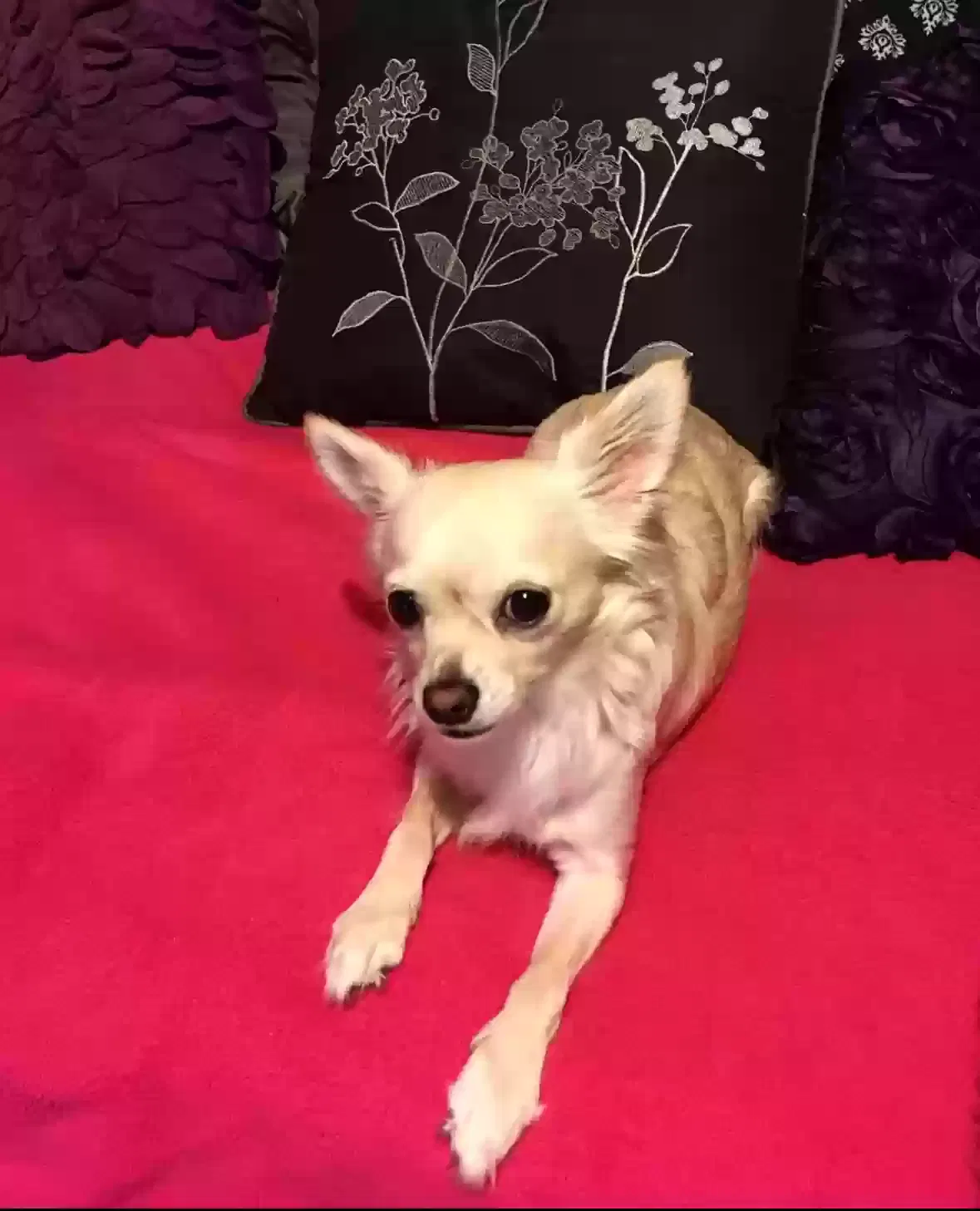 Lost dog in Oklahoma City, OK, 73119