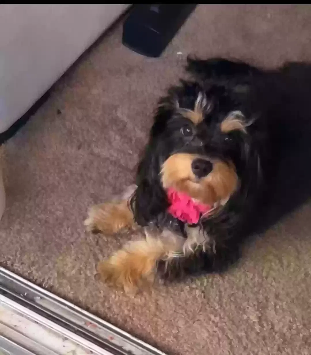 Lost dog in Las Vegas, NV, 89115