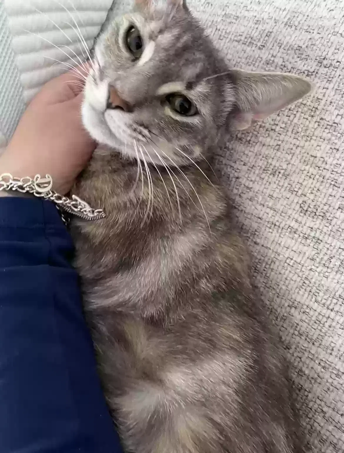 Lost cat in Forney, TX, 75126