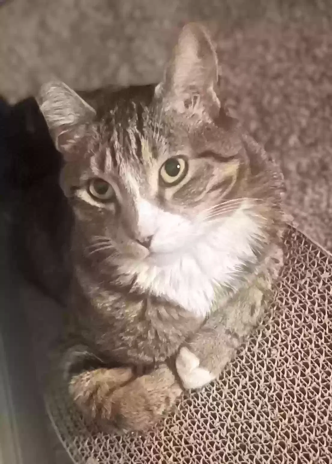 Lost cat in Conroe, TX, 77301