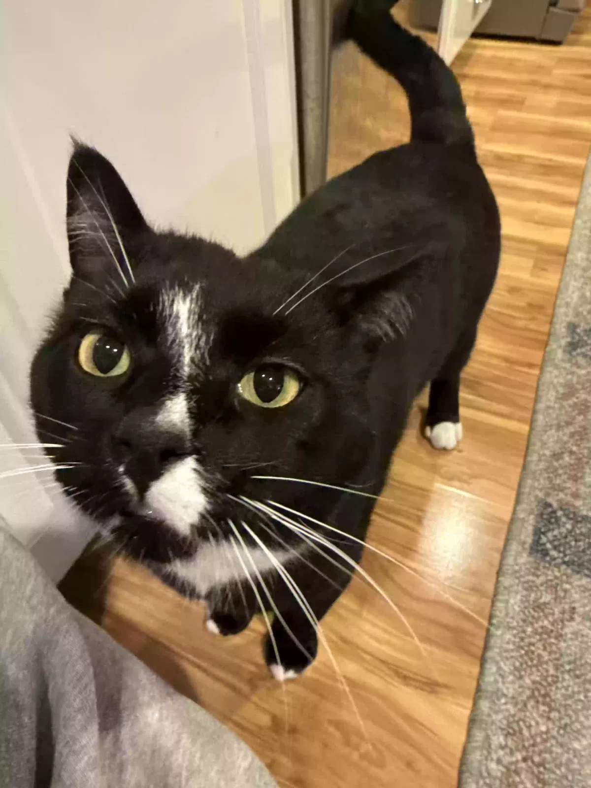 Lost cat in Beaverton, OR, 97007
