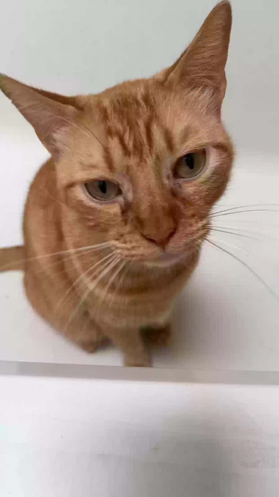 Lost cat in Vista, CA, 92084