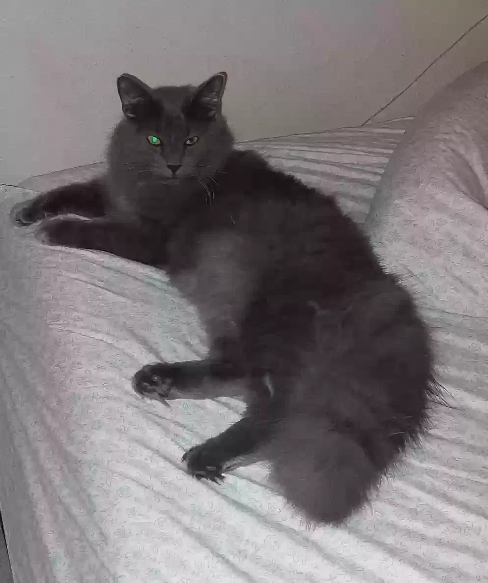 Lost cat in San Antonio, TX, 78259
