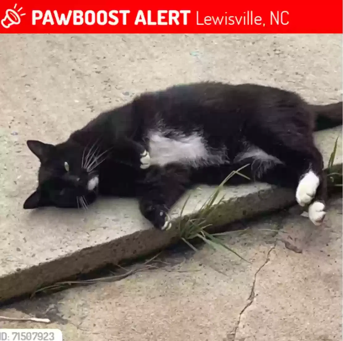 Lost cat in Lewisville, NC, 27023