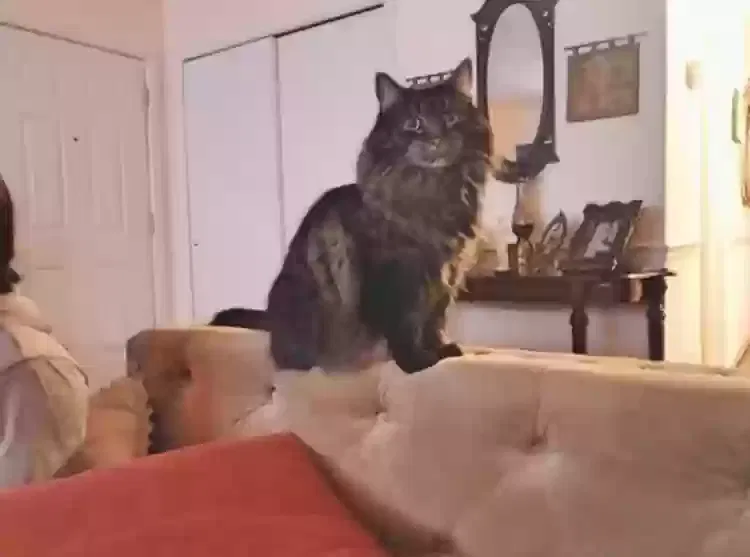 Lost cat in Newport News, VA, 23602