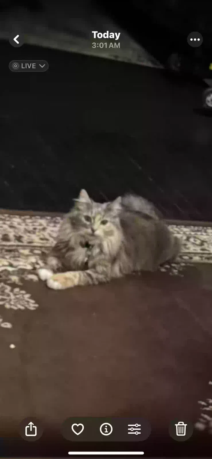 Lost cat in Syracuse, NY, 13207