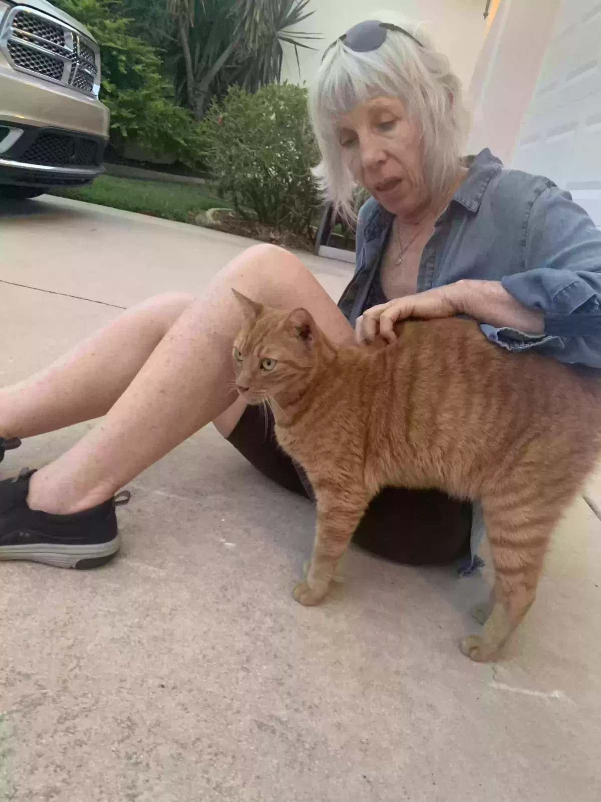 Found cat in Leesburg, FL, 34748