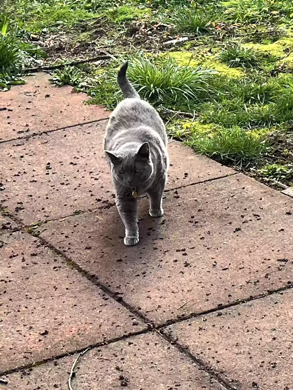 Lost cat in Portland, OR, 97203