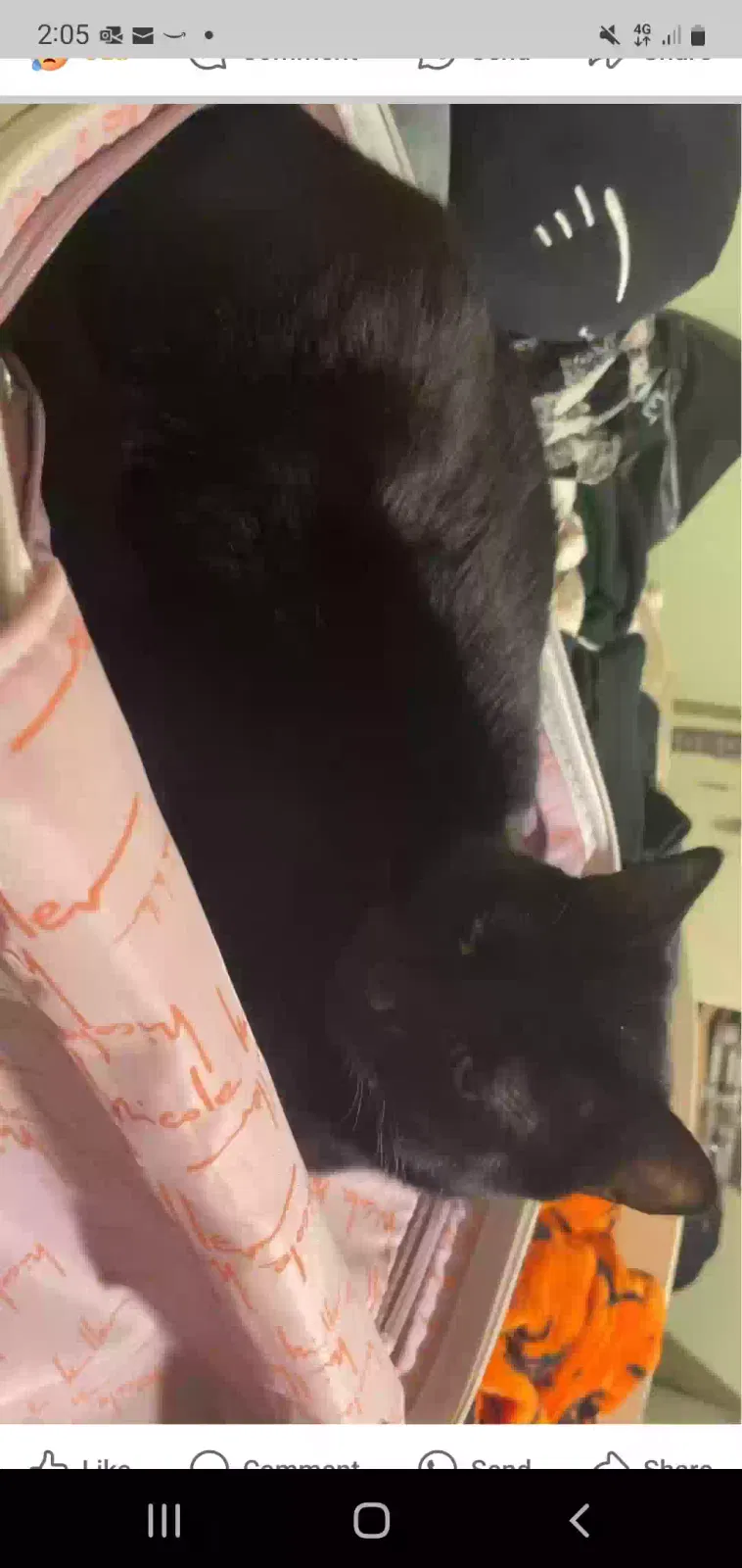 Lost cat in Crestview, FL, 32536