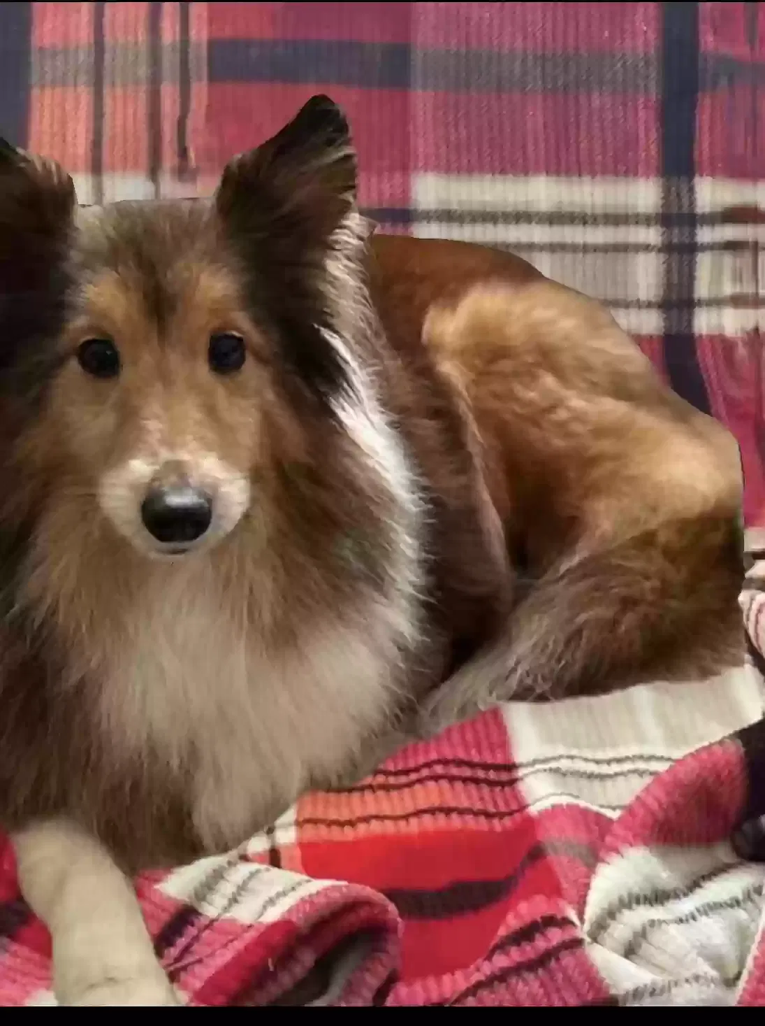 Lost dog in Lakemont, GA, 30552