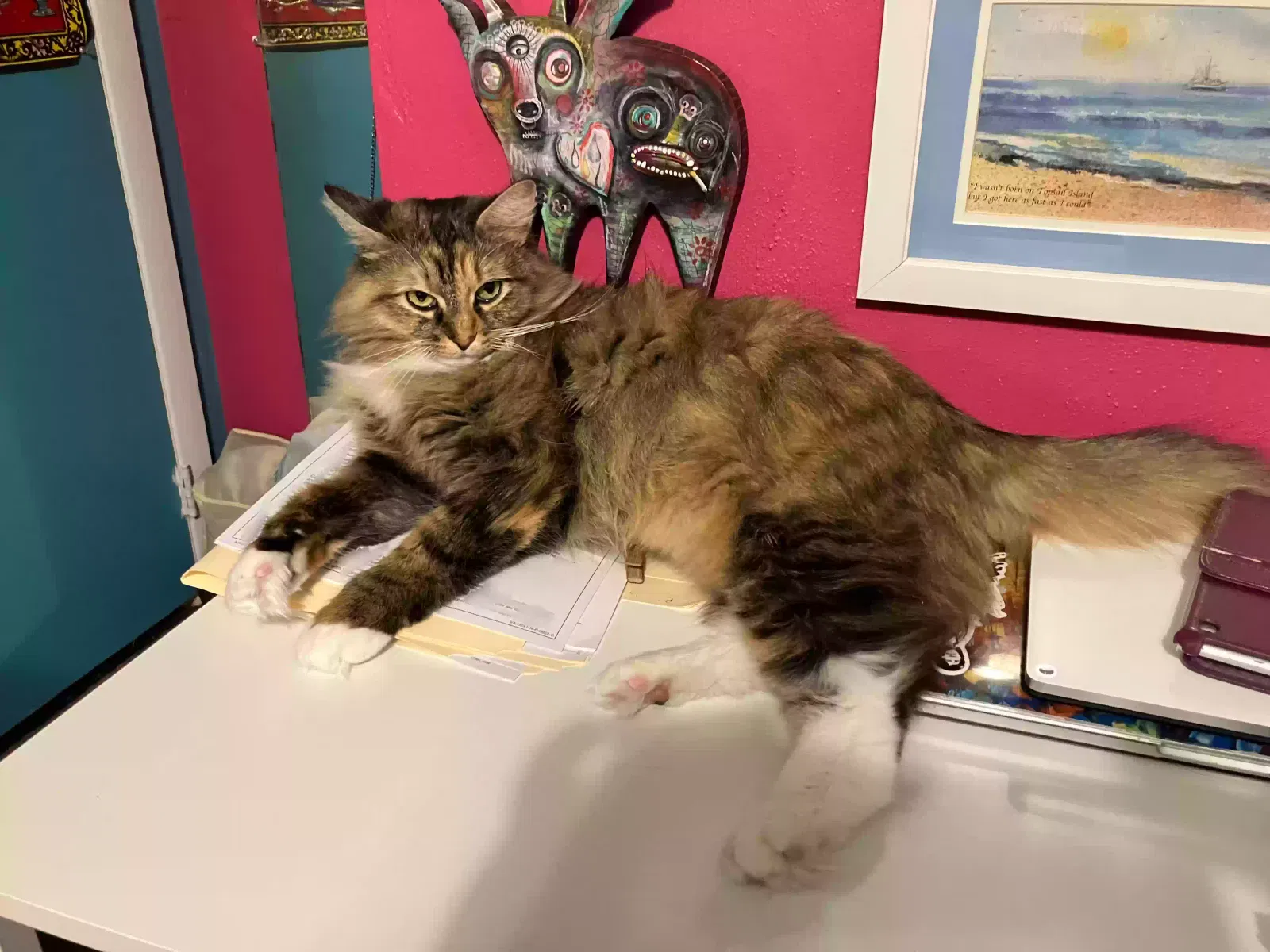 Lost cat in Newport News, VA, 23601