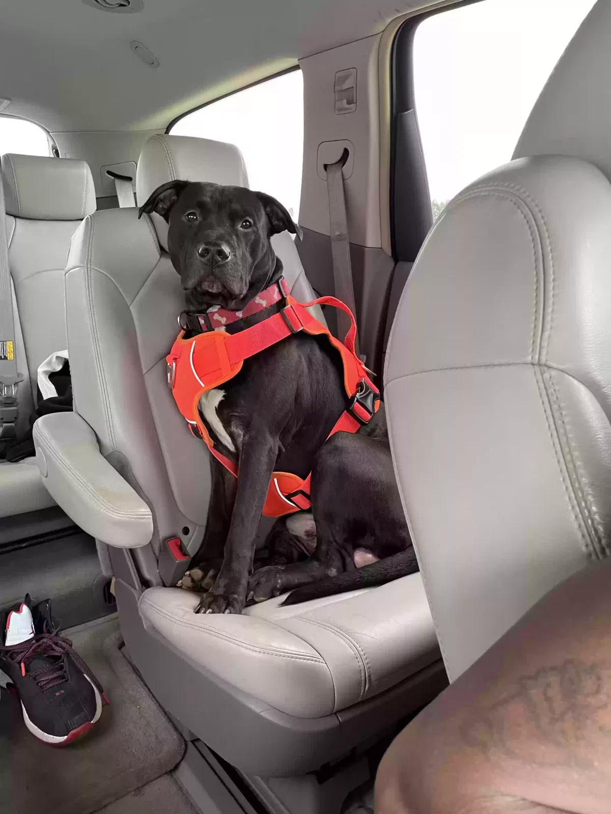 Lost dog in Dawson, GA, 39842