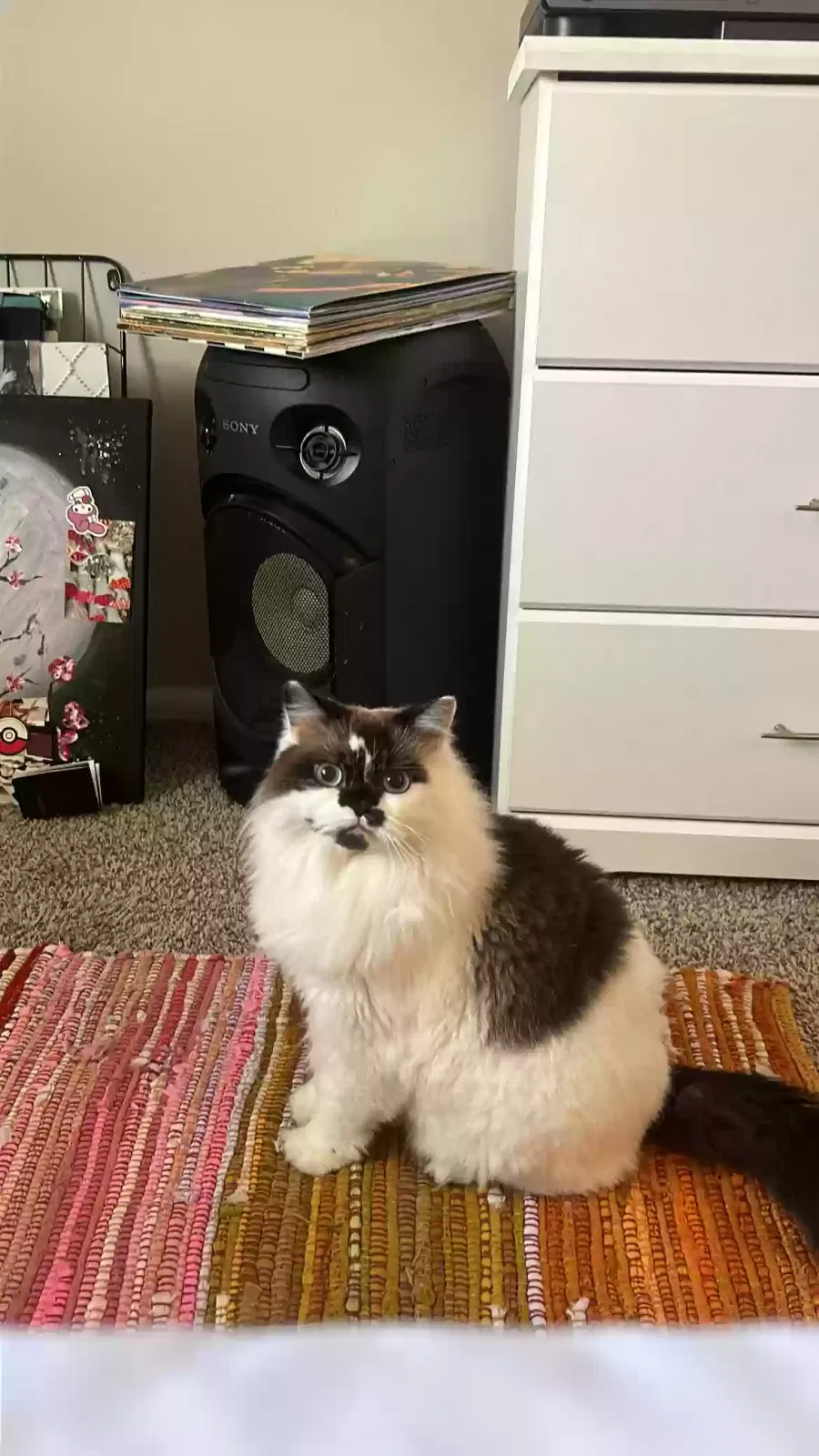Lost cat in West Palm Beach, FL, 33401