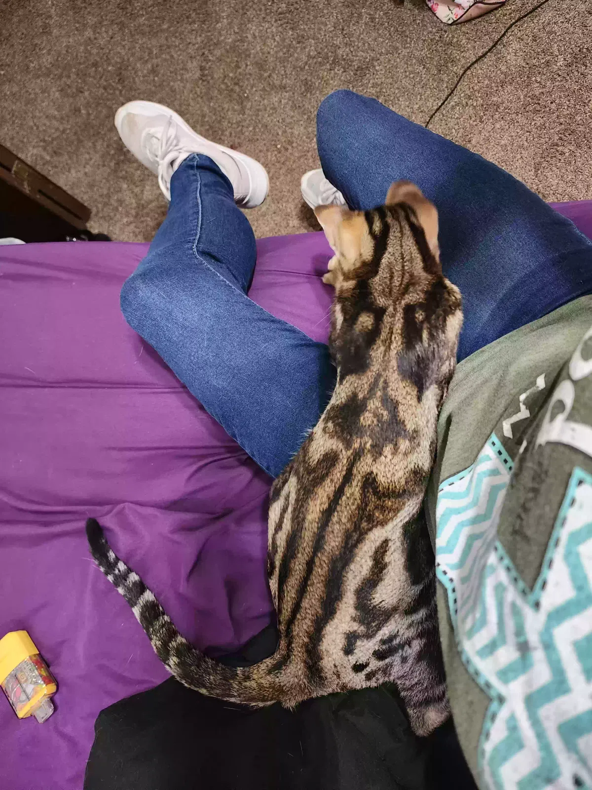 Lost cat in Hollister, MO, 65672