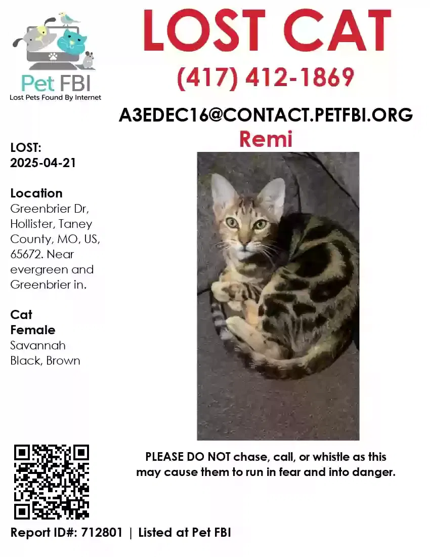 Lost cat in Hollister, MO, 65672
