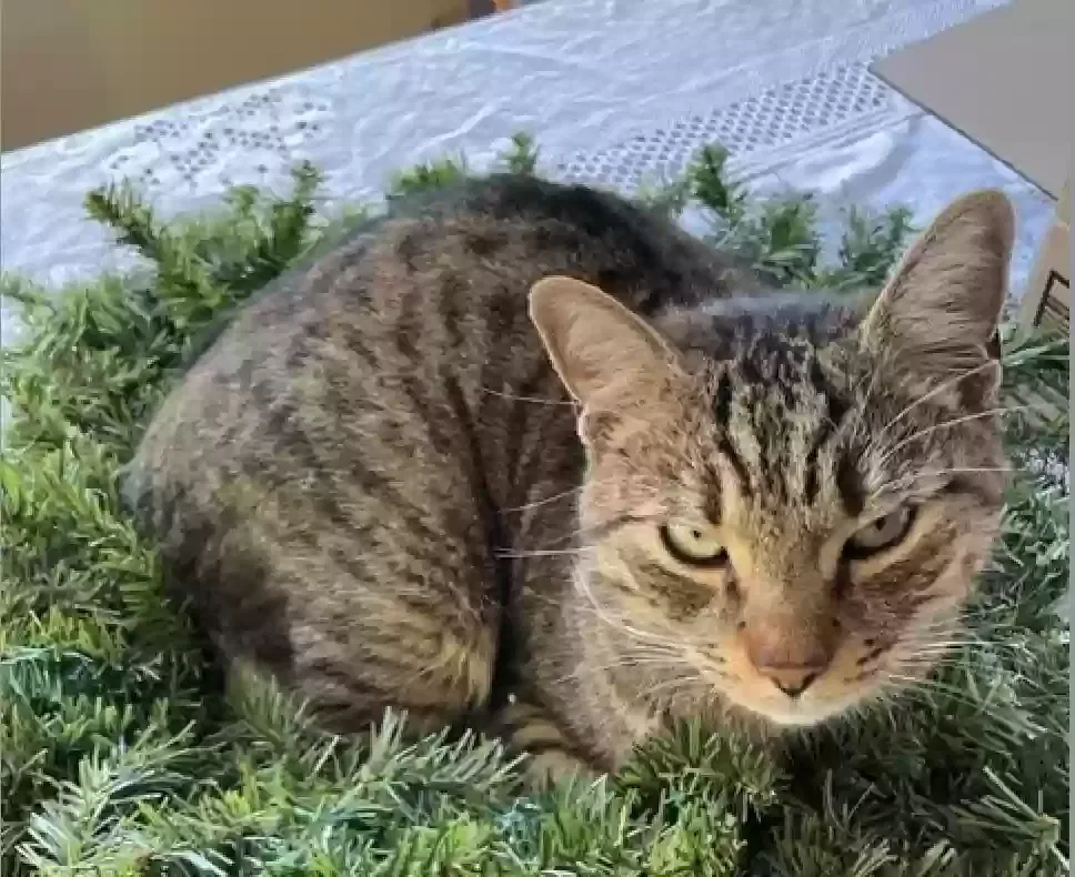 Lost cat in Atlanta, GA, 30312