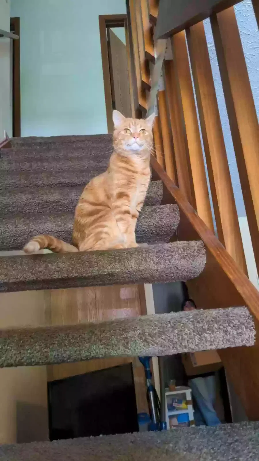 Lost cat in Lakewood, OH, 44107